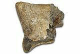 Fossil Tyrannosaur (T rex) Partial Toe Bone - Wyoming #382555-2